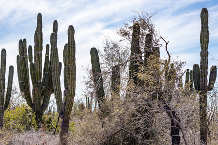 Huge cactus on mexican arid ground among dry wild thickets against blue sky covered with white clouds, sparse vegetation with foliage, sunny day by the beach at La Paz, Baja California Sur Mexicoの写真素材