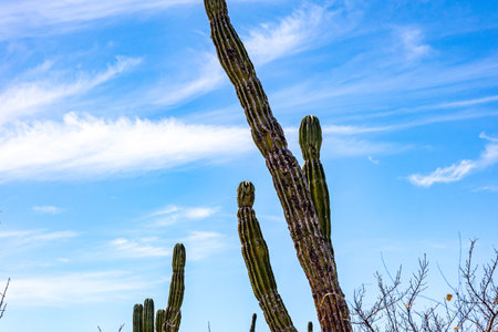 Close-up of the top of some cacti against the blue sky with some white clouds, dry and prickly surface, sunny day on the beaches of La Paz, Baja California Sur Mexicoの写真素材