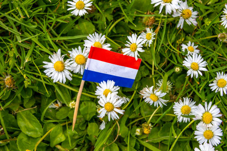 Toothpick with the Dutch flag on the green grass with white daisy flowers, concept of garbage polluting the environment after a national holidayの写真素材