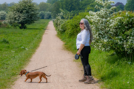 Mature woman standing next to her dog on hiking trail, green leafy trees on misty background, casual clothes, sunglasses, long gray hair, sunny spring day in South Limburg in the Netherlandsの写真素材