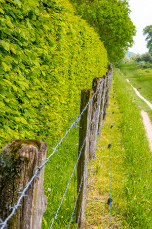 Fence of wooden poles, barbed wire and electrified between leafy bush and a hiking trail disappearing in background, Ingendael nature park on a sunny spring day, South Limburg in the Netherlandsの写真素材