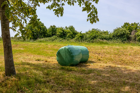 Two hay bales on yellowish grass on Dutch farmland against blue sky, wrapped in green plastic...