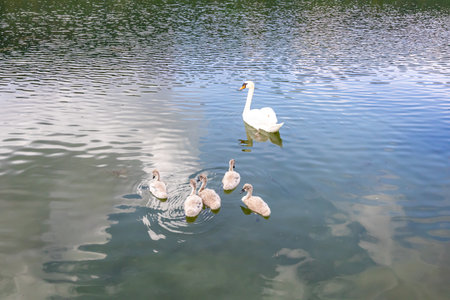 Rear view of an adult white swan swimming peacefully with five young swans on Echternach lake, clouds reflected on water surface with rippled irregular surface, sunny spring day in Luxembourgの写真素材