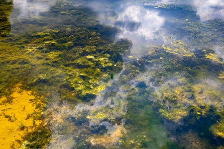 Close-up of the waters of a swampy pond with shallow water, moss, algae and sediment in background, mirror reflection of clouds on water surfaceの写真素材