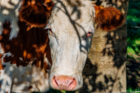 Frontal closeup of head of a brown cow with white spots and sunlight reflection on face, ears, nose and eyes, Dutch farmland, tree trunk in background, sunny summer dayの写真素材