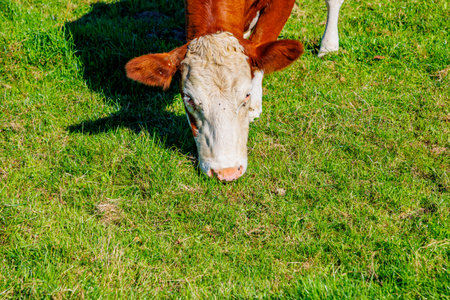 Closeup of head of a brown cow with white spots grazing in Dutch livestock field, face with flies,...