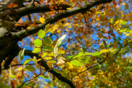 Branch with combination of green and golden yellow leaves of a tree illuminated by sunlight, trunk,...