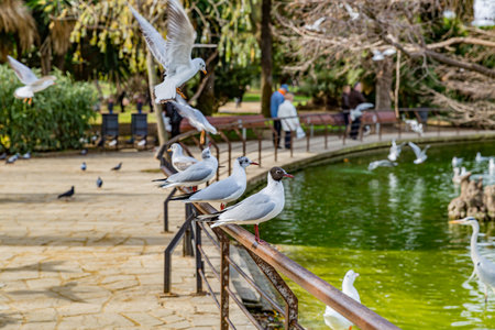 Seagulls focused on metal tube of a railing next to pond with green water, others flying, trees and people enjoying day in blurred background, Ciutadella public park, Barcelona Spainの写真素材