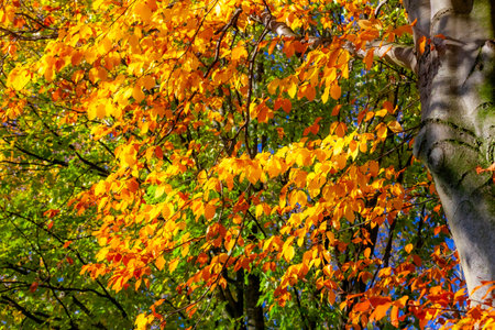 Golden yellow foliage of a tree illuminated by sunlight against green leaves and branches with blue...