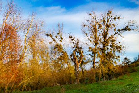 Autumn landscape with bare trees and with mistletoe balls against blue sky in background, Dutch Geleenbeekdal nature reserve, golden yellow and green colors, Schinnen, South Limburg, Netherlandsの写真素材