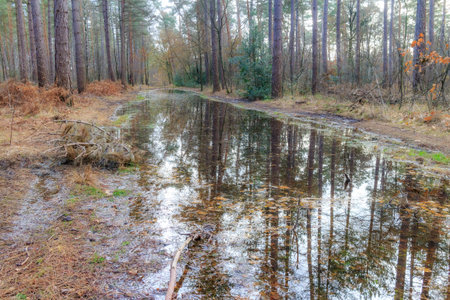 Frontal perspective of path flooded with stagnant rainwater, pine trees and wild vegetation,...