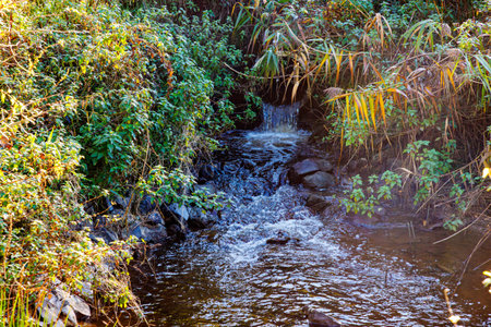 Small waterfall in narrow stream with water flowing over stones, among abundant autumn wild vegetation, sunny day in Ubach-Palenberg, Germanyの写真素材