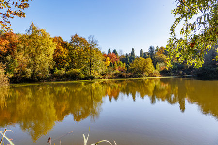 Trees surrounding lake with mirror reflection on water surface in autumn landscape, multi-colored, golden yellow-green foliageの写真素材