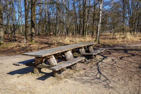Wooden picnic table at rest area in De Meinweg National Park, bare trees with thin trunks on dry...