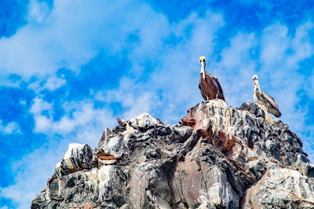Two pelicans standing on top of mountain massif against blue sky with white clouds, Mexican coast of Coronado Island Protected Area, Loreto Bay National Marine Park in Baja California Sur, Mexicoの写真素材