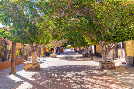 Tunnel formed by green foliage of trees joined at top, tree-lined pedestrian walkway between town houses, depth perspective, sunny winter day in Loreto, Baja California Sur, Mexicoの写真素材