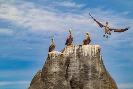 Mountaintop with three pelicans standing and one flying to perch with wings spread, Mexican coast of Coronado Island Protected Area, Loreto Bay National Marine Park, Mexicoの写真素材