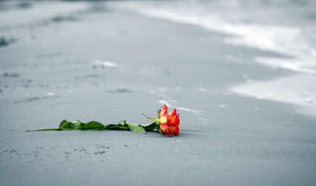 Lonely rose.の写真素材