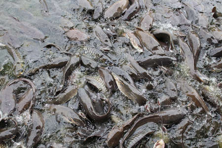 feed the fish in the temple.