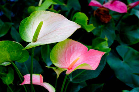 Anthurium andraeanum Lind in garden.