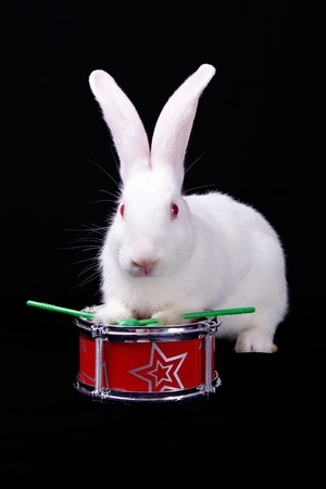 White rabbit sitting and playing on red drumの写真素材