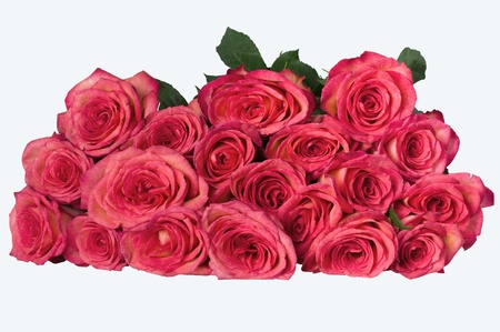 armful of roses on the table  isolated image on white backgroundの写真素材