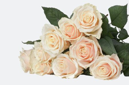 armful of roses on the table  isolated image on white backgroundの写真素材