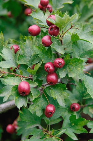 ripe red berries on branches of hawthorn among green leavesの写真素材
