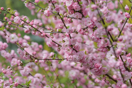a lot of pink flowers on the branchesの写真素材