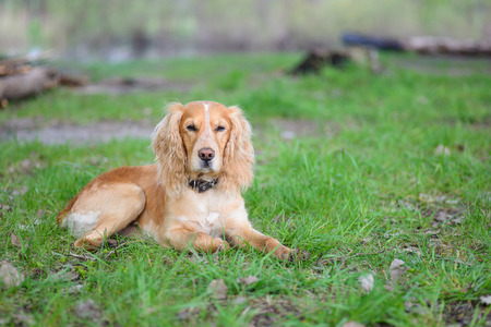 Cocker Spaniel lying on green grassの写真素材