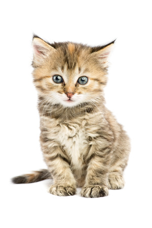 Striped kitten sitting with astonishment looks in front of himの写真素材