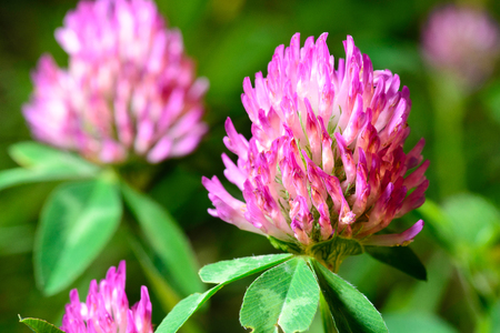 flowering clover. close-up shotの写真素材
