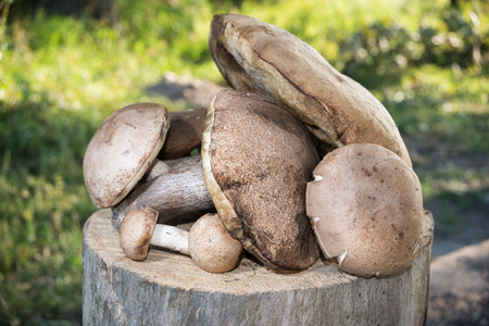 mushrooms lie on the stump. the background trees and grassの写真素材
