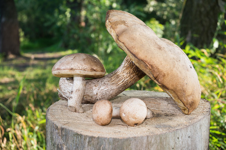 mushrooms lie on the stump. the background trees and grassの写真素材