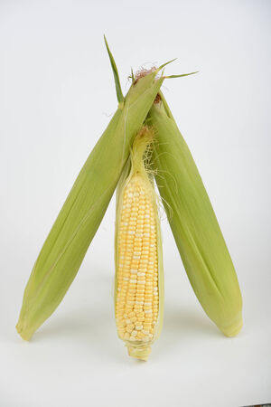 ear of corn. leaves are removed. You can see the grainの写真素材