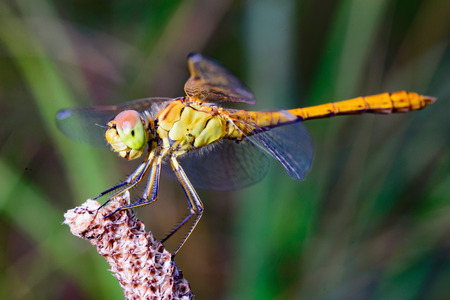 Dragonflies, insects, animals, nature, macro Dragonfly.の写真素材