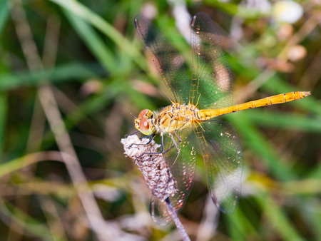 Dragonflies, insects, animals, nature, macro Dragonfly.の写真素材