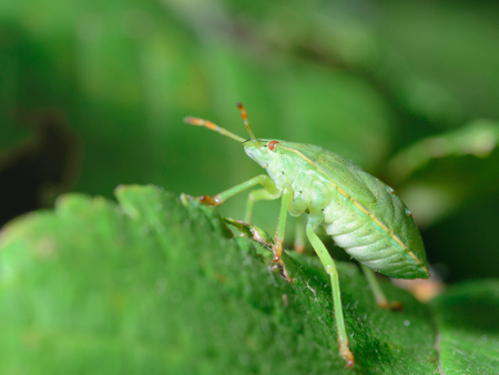 Palomena prasina Common Green Shieldbug