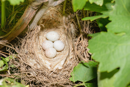 eggs in bird nest among the branches of grapesの写真素材