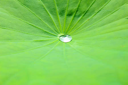 Water drop on the green lotus leaf in the morning