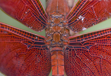 wings of dragonfly macro extreme close upの写真素材