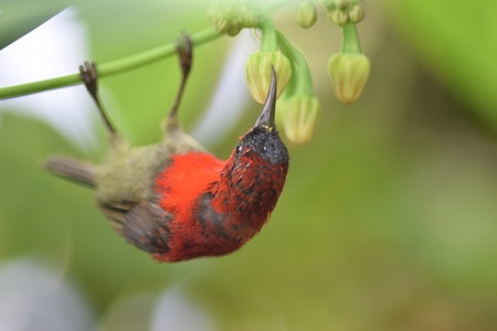 Red bird eating flowerの写真素材