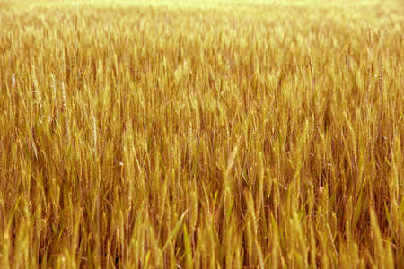 Yellow field of wheat toned photo.