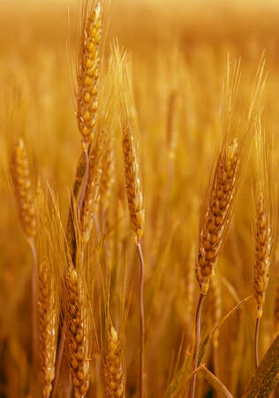 Yellow wheat field toned photo.