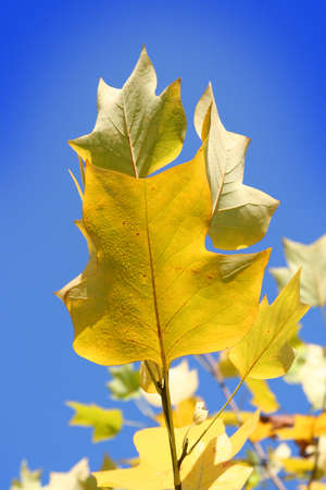 Yellow leaves on sky background