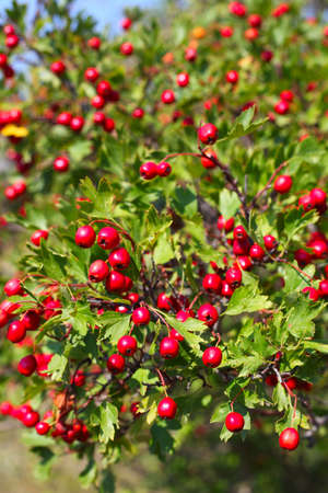 Hawthorn berry on the bush