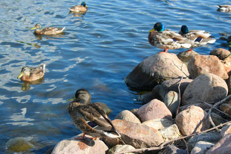 Ducks on the bank of the riverの写真素材
