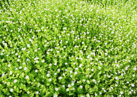 Fresh green grass and little white flowers.の写真素材