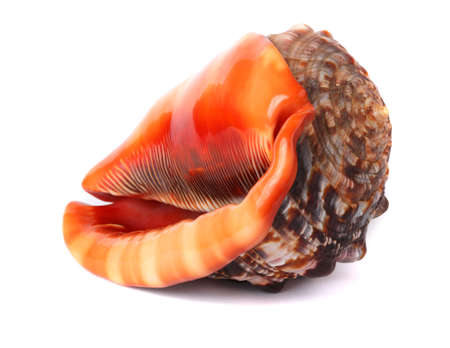 Seashell isolated on white backgroundの写真素材