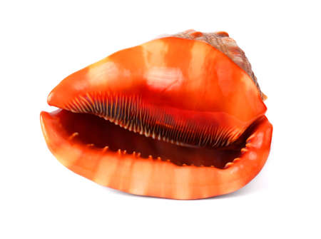 Seashell isolated on white background